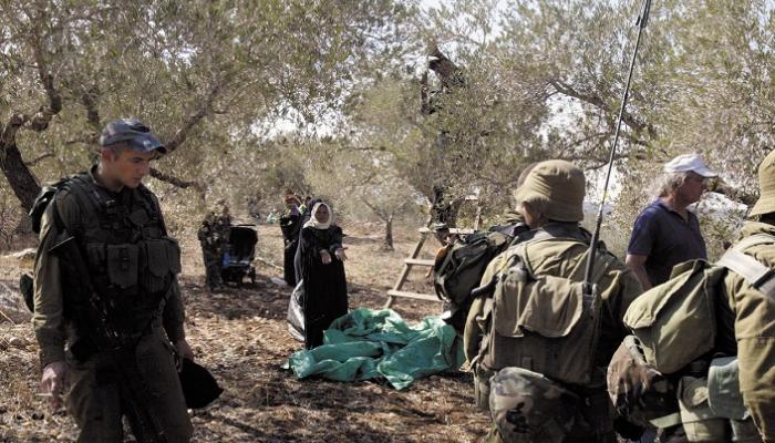 UN: Israeli settler violence, closures disrupt olive harvest season in occupied West Bank