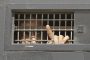 Palestinian Prisoner Society: 41 women prisoners in Israel live in difficult conditions