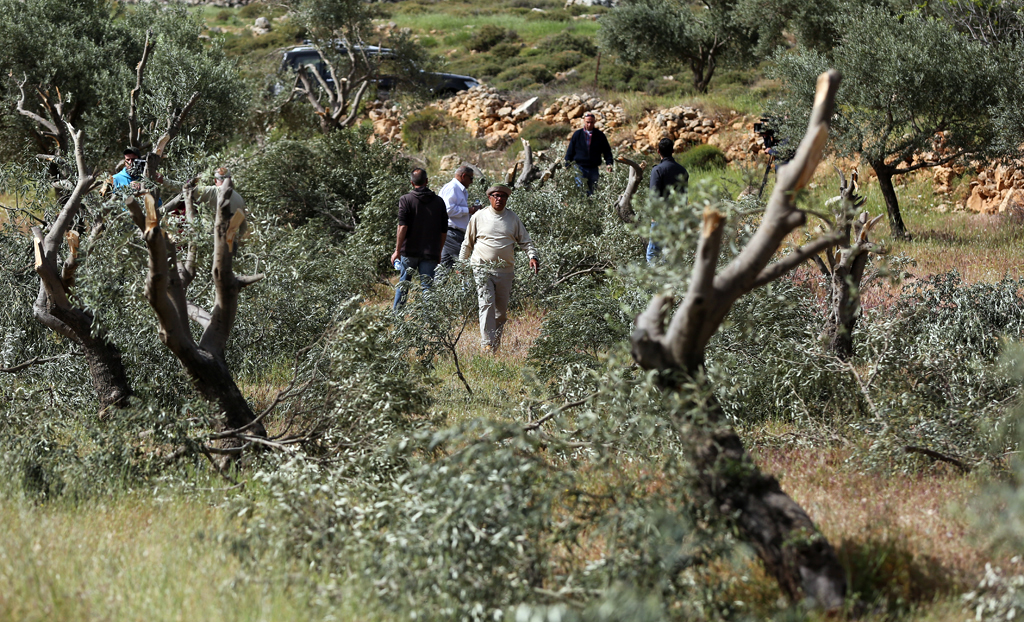 Anti-settlements group: Israel’s declaration of 130 military zones in West Bank affects olive harvesting