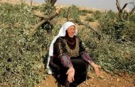 Israeli settlers steal olive harvest!