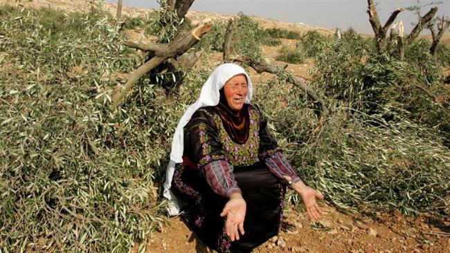 Israeli settlers steal olive harvest!