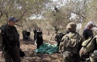 UN: Israeli settler violence, closures disrupt olive harvest season in occupied West Bank
