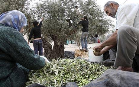 Settlers attack Palestinian farmers harvesting their olive crops