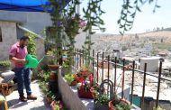 Spread Joy from the Rooftops: A Dream of Rooftop Gardens Across Refugee Camps across the West Bank
