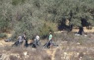 Settlers steal olive harvesting tools and crops from Palestinian lands in the West Bank