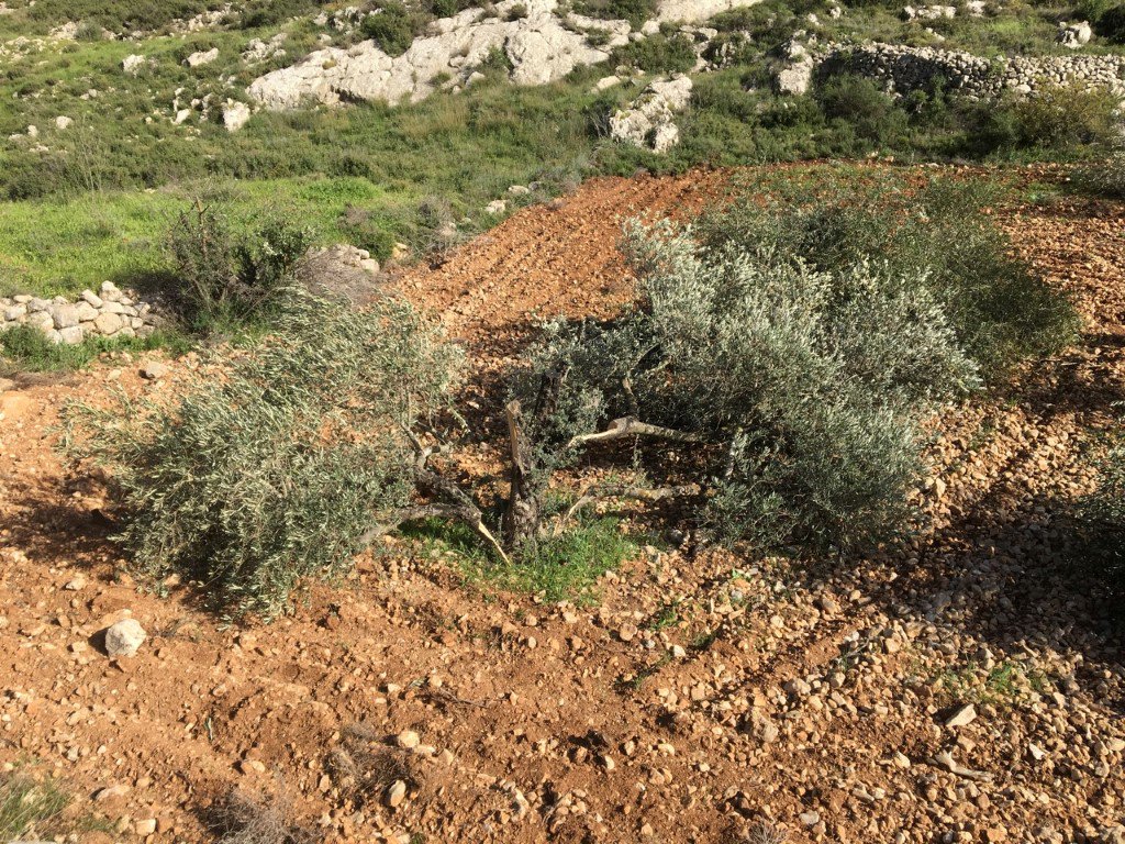 LRC: Israel seized 25,000 dunums of land and destroyed around 3000 dunums and over 17,000 trees in 2021